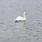 Idyllisk Rekreasjonsleilighet Naer Sjo Φρέντρικσταντ